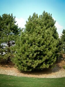 Сосна Чёрная (Pinus Nigra) купить по цене от 270.00р. в интернет-магазине «Посадика» с доставкой почтой в в Покачие и по всей России – [изображение №1].