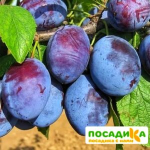 Слива Чачакская ранняя купить по цене от 229.00р. в интернет-магазине «Посадика» с доставкой почтой в в Покачие и по всей России – [изображение №1].