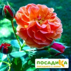 Роза Арабия купить по цене от 350.00р. в интернет-магазине «Посадика» с доставкой почтой в в Покачие и по всей России – [изображение №1].