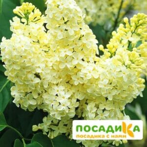 Сирень Примроуз (Primrose) купить по цене от 529.00р. в интернет-магазине «Посадика» с доставкой почтой в в Покачие и по всей России – [изображение №1].