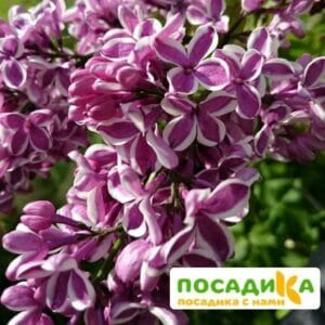 Сирень Сенсация купить по цене от 529.00р. в интернет-магазине «Посадика» с доставкой почтой в в Покачие и по всей России – [изображение №1].