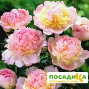 Пион Распберри Сандей (Paeonia Raspberry Sundae) купить по цене от 959р. в интернет-магазине «Посадика» с доставкой почтой в в Покачие и по всей России – [изображение №1].