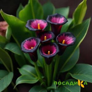 Калла Аура Лейс купить по цене от 400р. в интернет-магазине «Посадика» с доставкой почтой в в Покачие и по всей России – [изображение №1].