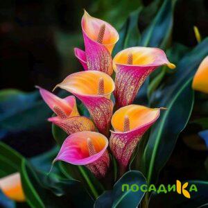Калла Оникс купить по цене от 450р. в интернет-магазине «Посадика» с доставкой почтой в в Покачие и по всей России – [изображение №1].