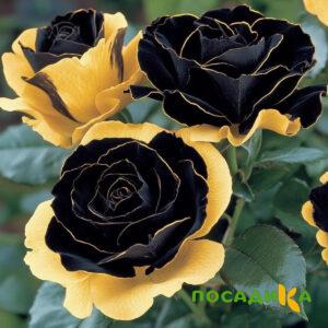 Роза Ханни Сикл купить по цене от 700р. в интернет-магазине «Посадика» с доставкой почтой в в Покачие и по всей России – [изображение №1].