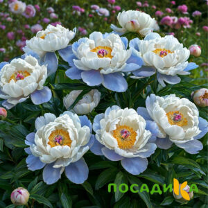Пион акварельный Этюд купить по цене от 806р. в интернет-магазине «Посадика» с доставкой почтой в в Покачие и по всей России – [изображение №1].