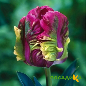 Тюльпан Экзотик Хэвен купить по цене от 186р. в интернет-магазине «Посадика» с доставкой почтой в в Покачие и по всей России – [изображение №1].
