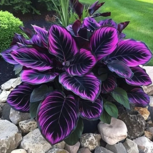 Хоста Люминоза купить по цене от 450р. в интернет-магазине «Посадика» с доставкой почтой в в Покачие и по всей России – [изображение №1].