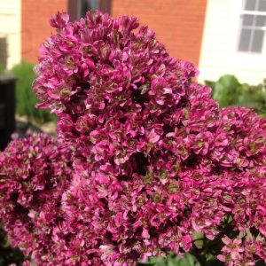 Флокс Филингс купить по цене от 329р. в интернет-магазине «Посадика» с доставкой почтой в в Покачие и по всей России – [изображение №1].