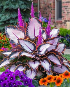 Хоста Кримэн Дрим купить по цене от 549р. в интернет-магазине «Посадика» с доставкой почтой в в Покачие и по всей России – [изображение №1].