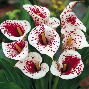 Калла Эмпайр купить по цене от 302р. в интернет-магазине «Посадика» с доставкой почтой в в Покачие и по всей России – [изображение №1].