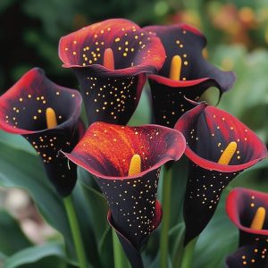 Калла Нуар купить по цене от 299р. в интернет-магазине «Посадика» с доставкой почтой в в Покачие и по всей России – [изображение №1].