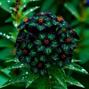 Флокс Ривьера купить по цене от 299р. в интернет-магазине «Посадика» с доставкой почтой в в Покачие и по всей России – [изображение №1].