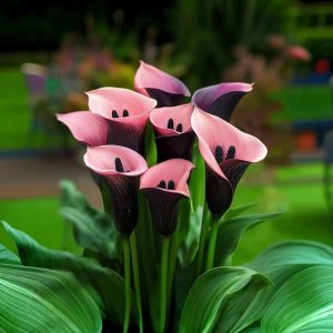 Калла Энигма купить по цене от 291р. в интернет-магазине «Посадика» с доставкой почтой в в Покачие и по всей России – [изображение №1].