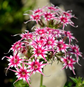 Флокс Метельчатый Путь купить по цене от 456р. в интернет-магазине «Посадика» с доставкой почтой в в Покачие и по всей России – [изображение №1].