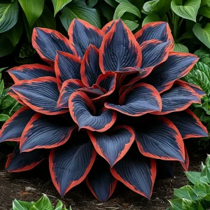 Хоста Солнечный Агат купить по цене от 440р. в интернет-магазине «Посадика» с доставкой почтой в в Покачие и по всей России – [изображение №1].