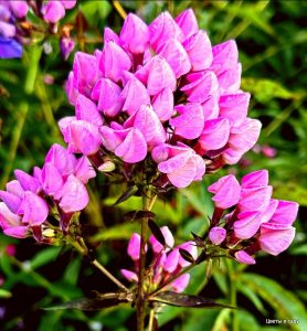 Флокс Бутоник купить по цене от 461р. в интернет-магазине «Посадика» с доставкой почтой в в Покачие и по всей России – [изображение №1].