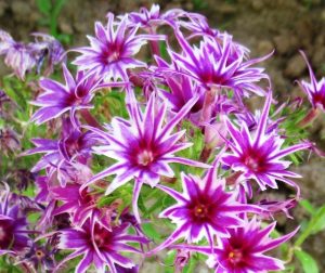 Флокс Звездное Кружево купить по цене от 361р. в интернет-магазине «Посадика» с доставкой почтой в в Покачие и по всей России – [изображение №1].