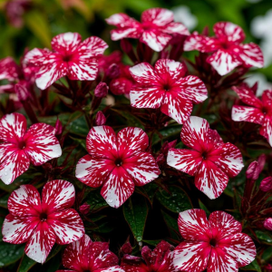 Флокс Ливер Гриммер купить по цене от 590р. в интернет-магазине «Посадика» с доставкой почтой в в Покачие и по всей России – [изображение №1].