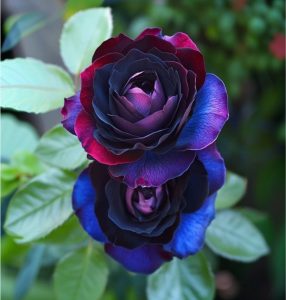 Роза Скарлет Рэвери купить по цене от 489р. в интернет-магазине «Посадика» с доставкой почтой в в Покачие и по всей России – [изображение №1].