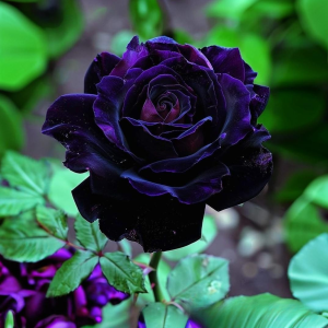 Роза Блэк Пантер купить по цене от 319р. в интернет-магазине «Посадика» с доставкой почтой в в Покачие и по всей России – [изображение №1].