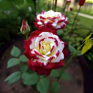 Роза Роял Глом купить по цене от 401р. в интернет-магазине «Посадика» с доставкой почтой в в Покачие и по всей России – [изображение №1].