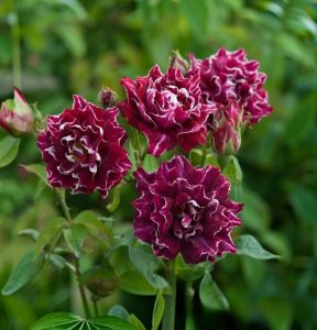 Роза Опаловый Пейзаж купить по цене от 490р. в интернет-магазине «Посадика» с доставкой почтой в в Покачие и по всей России – [изображение №1].