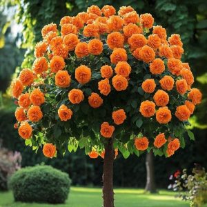 Роза Солнечный Шарм купить по цене от 349р. в интернет-магазине «Посадика» с доставкой почтой в в Покачие и по всей России – [изображение №1].