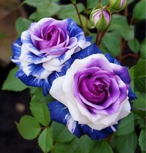 Роза Айвори Каскад купить по цене от 420р. в интернет-магазине «Посадика» с доставкой почтой в в Покачие и по всей России – [изображение №1].