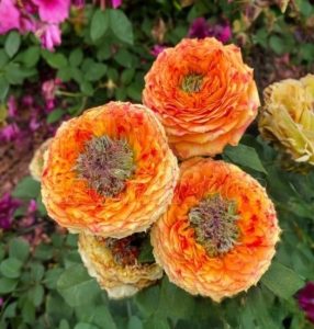 Роза Золотой Мираж купить по цене от 420р. в интернет-магазине «Посадика» с доставкой почтой в в Покачие и по всей России – [изображение №1].